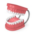 3d render of jaw model with teeth over white Royalty Free Stock Photo