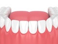 3d render of jaw model with teeth over white Royalty Free Stock Photo