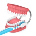 3d render of jaw model with toothbrush over white Royalty Free Stock Photo