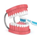 3d render of jaw model with toothbrush over white Royalty Free Stock Photo