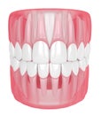 3d render of jaw with teeth over white Royalty Free Stock Photo