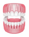 3d render of jaw with teeth over white Royalty Free Stock Photo
