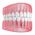 3d render of jaw with teeth over white Royalty Free Stock Photo