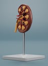 3D Render of Kidney Section Model