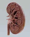 3D Render of Kidney Section