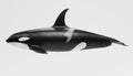 3D Render of Killer Whale Royalty Free Stock Photo
