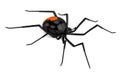 3d render of latrodectus hasselti Royalty Free Stock Photo