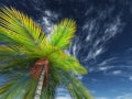 3D render of looking up a palm tree towards the sky Royalty Free Stock Photo
