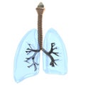 3d render of lungs