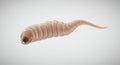 3D Render of a Maggot Larva on White Background Royalty Free Stock Photo