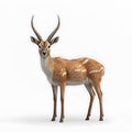 A 3D Render of a Male Kirks DikDik Antelope Standing Against a White Background Royalty Free Stock Photo