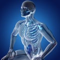 3D render of a male medical figure with skeletal system highlighted