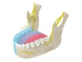 3d render of mandibular arch showing blocked inferior alveolar nerve area