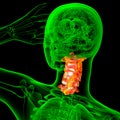 3d render medical illustration of the cervical spine Royalty Free Stock Photo