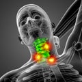 3d render medical illustration of the cervical spine Royalty Free Stock Photo