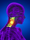 3d render medical illustration of the cervical spine Royalty Free Stock Photo