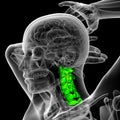 3d render medical illustration of the cervical spine Royalty Free Stock Photo