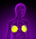 3d render medical illustration of the human breast Royalty Free Stock Photo