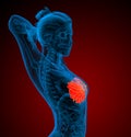 3d render medical illustration of the human breast Royalty Free Stock Photo