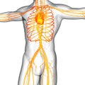 3d render medical illustration of the human vascular system