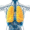 3d render medical illustration of the lung