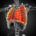 3d render medical illustration of the lung
