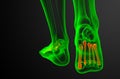 3d render medical illustration of the metatarsal bones Royalty Free Stock Photo
