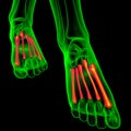 3d render medical illustration of the metatarsal bones Royalty Free Stock Photo