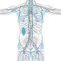 3d render medical illustration of the nerve system