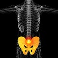 3d render medical illustration of the pelvis bone Royalty Free Stock Photo