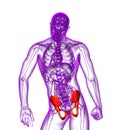 3d render medical illustration of the pelvis bone Royalty Free Stock Photo