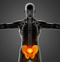 3d render medical illustration of the pelvis bone Royalty Free Stock Photo