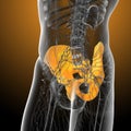 3d render medical illustration of the pelvis bone Royalty Free Stock Photo