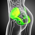 3d render medical illustration of the pelvis bone Royalty Free Stock Photo