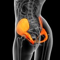 3d render medical illustration of the pelvis bone Royalty Free Stock Photo