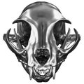 3D render of metallic Cat Skull Royalty Free Stock Photo