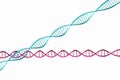 3d render ,Model of twisted DNA chain isolated.