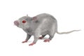 3d render of mouse