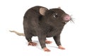 3d render of mouse