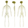 3d render of nervous system