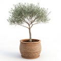 3D Render Olive Tree in Terracotta Pot, Minimalist Plant, Greenery,Potted Plant, 3D Model 3D rendering, plant rendering Royalty Free Stock Photo