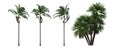 Palm trees on a white background