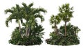3d render Palm trees on a white background