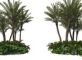 3d render Palm trees on a white background