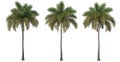 Palm trees on a white background