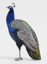 3D Render of Peacock