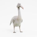 3D Render of Pelican