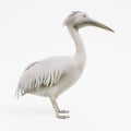 3D Render of Pelican