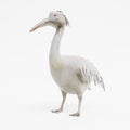 3D Render of Pelican