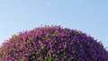 3D render of purple flowering shrubs isolated on blue background